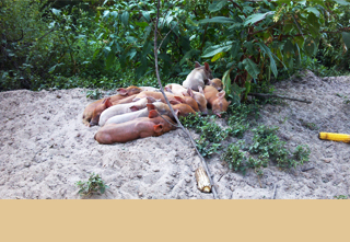 Mark Fortune, owner of Big Creek Farm