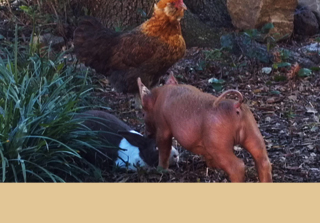 Mark Fortune, owner of Big Creek Farm