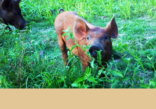 Mark Fortune, owner of Big Creek Farm