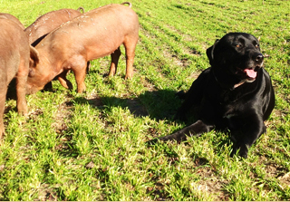 Mark Fortune, owner of Big Creek Farm