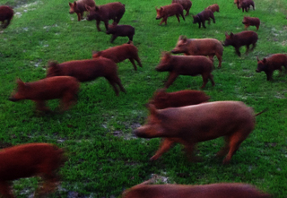 Mark Fortune, owner of Big Creek Farm