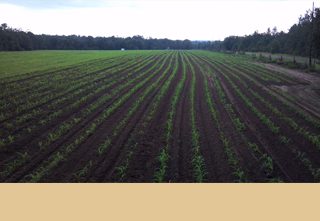 Mark Fortune, owner of Big Creek Farm
