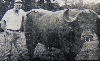 Herd Sire 'Big-Un' presides over 35 or so water buffalo