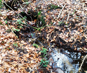 Our hogs drink from artesian springs - Photos