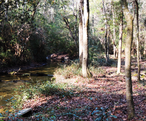 Our hogs drink from artesian springs - Photos