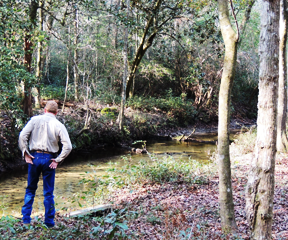 Our hogs drink from artesian springs - Photos