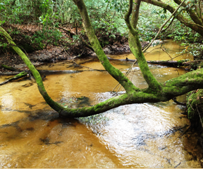 Our hogs drink from artesian springs - Photos