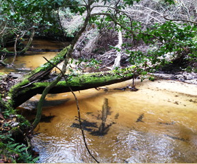 Our hogs drink from artesian springs - Photos