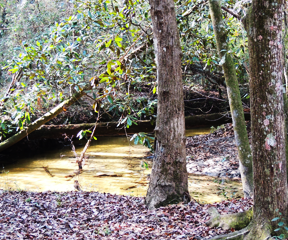 Our hogs drink from artesian springs - Photos