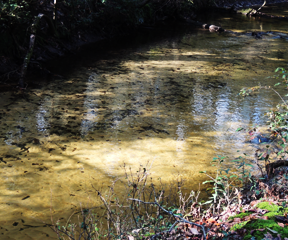 Our hogs drink from artesian springs - Photos