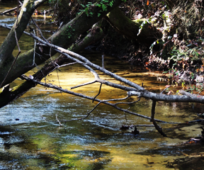 Our hogs drink from artesian springs - Photos