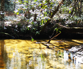 Our hogs drink from artesian springs - Photos