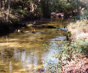 Our hogs drink from artesian springs - Photos